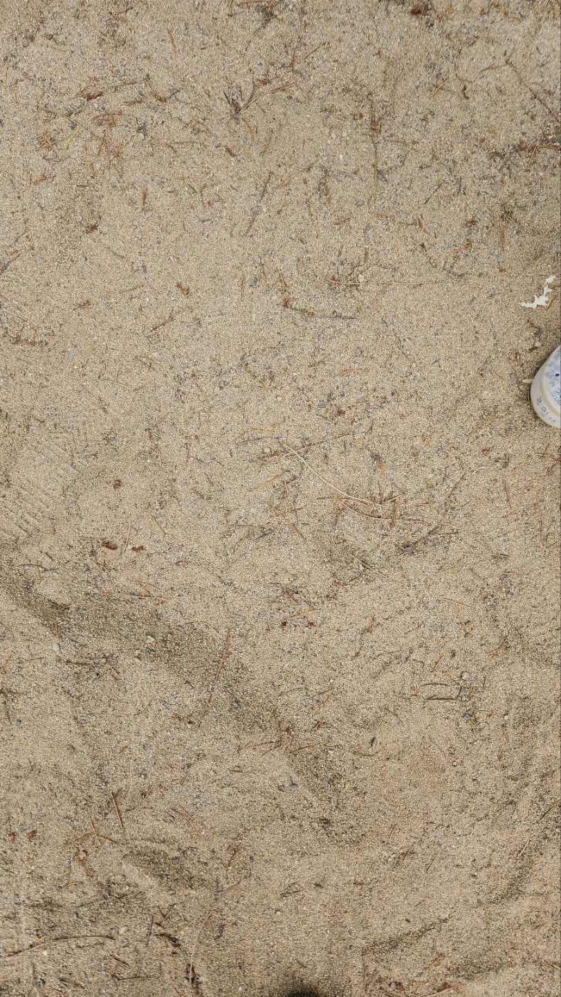 5학년 1반 강인서 줍깅 참여!